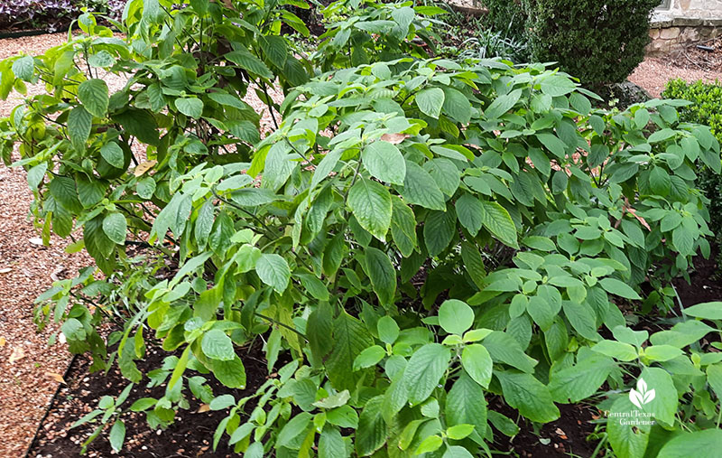 leafy shrub