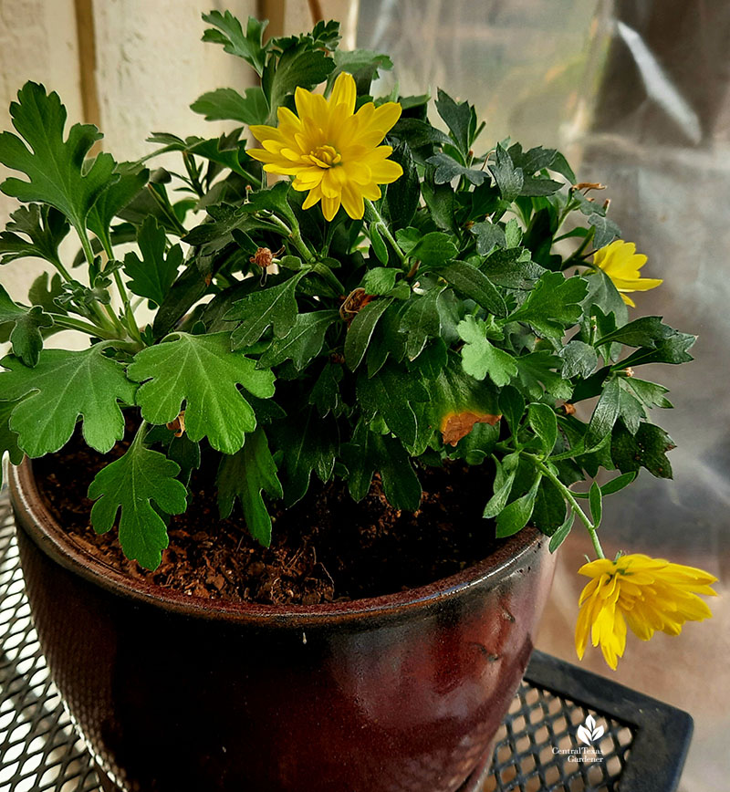 chrysanthemum yellow flowers