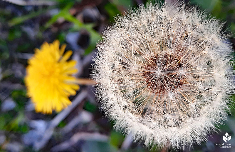 dandelion seed head and flower