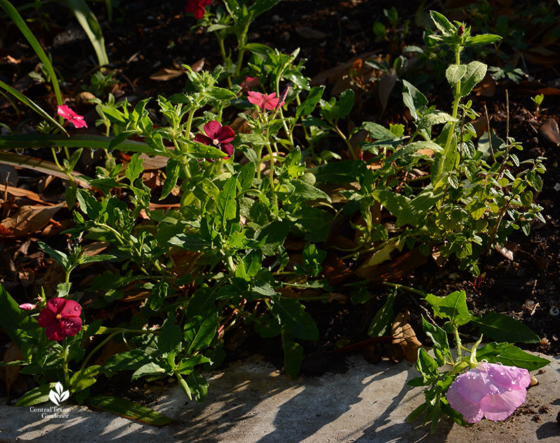 red flowers and pink flower