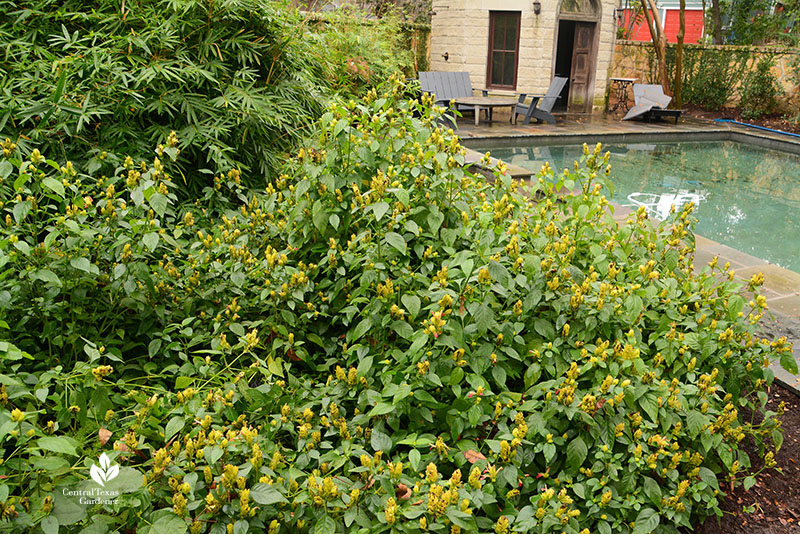 yellow and red flowers on green plant