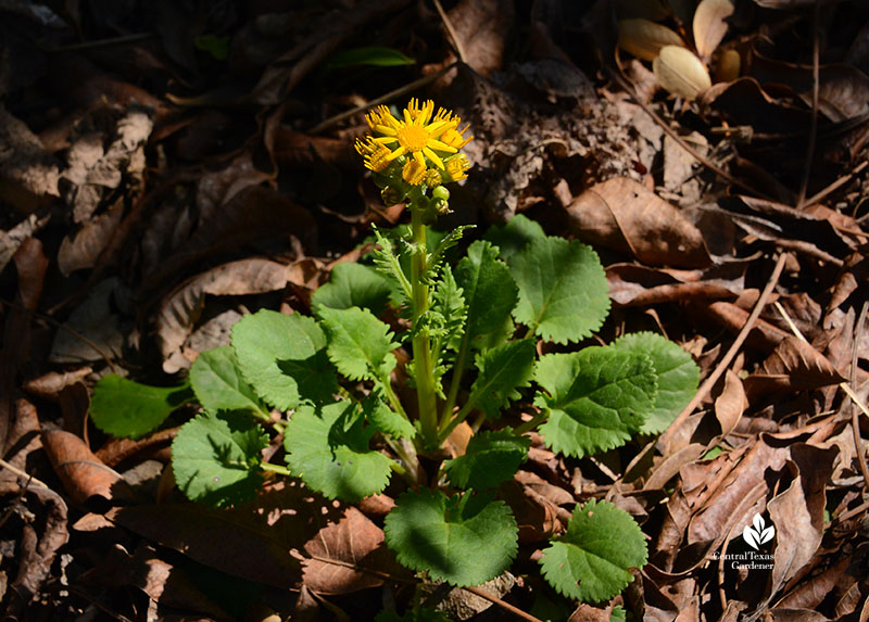 golden groundsel