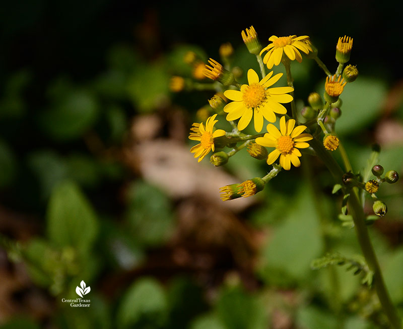 yellow flowers golden groundsel