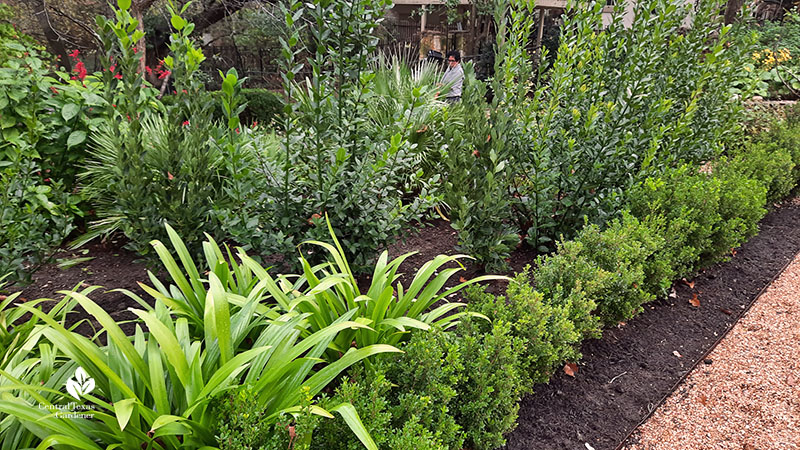 boxwood and amaryllis