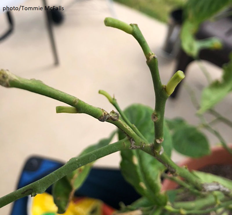 leaf nodes lemon plant