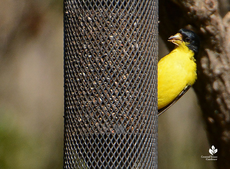 goldfinch bird on feeder