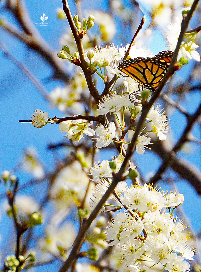 Monarch butterfly Mexican plum tree