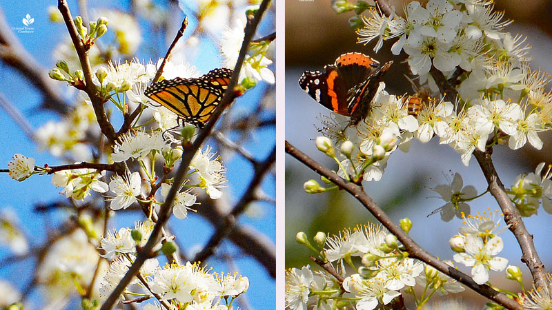 Monarch butterfly Red Admiral butterfly bee on white flowers