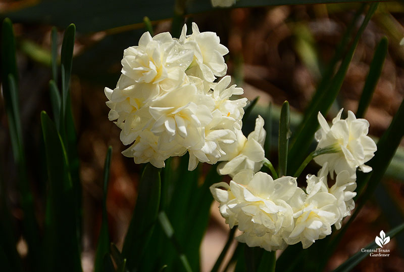 white flower narcissus