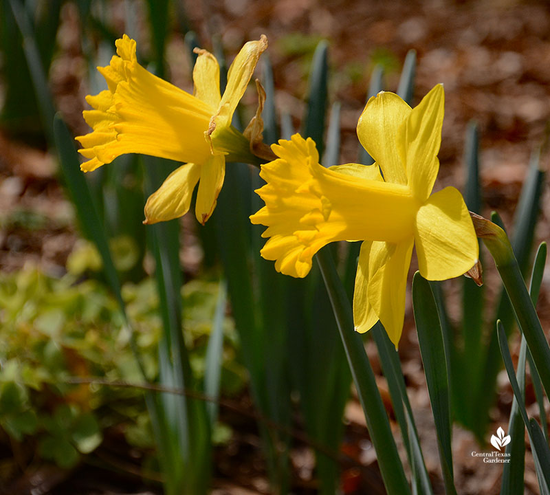 yellow daffodils 