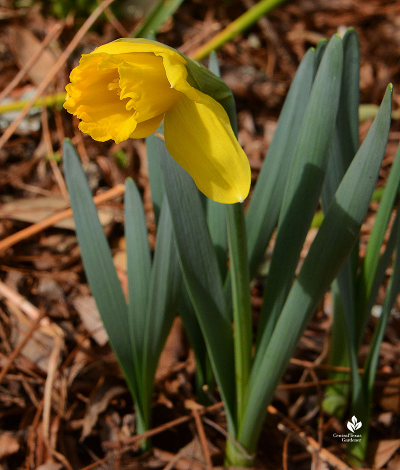 yellow narcissus 