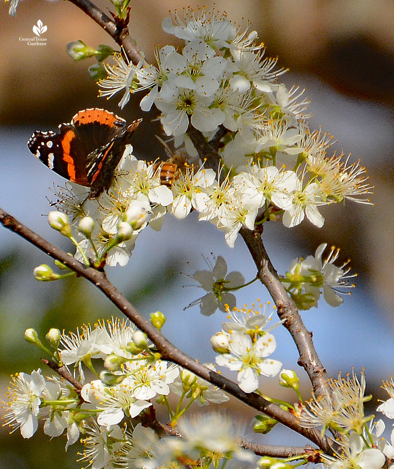 Red Admiral butterfly and bee on flower