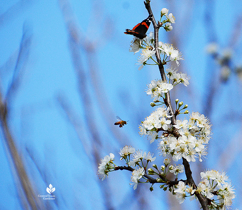 Red Admiral butterfly and bee