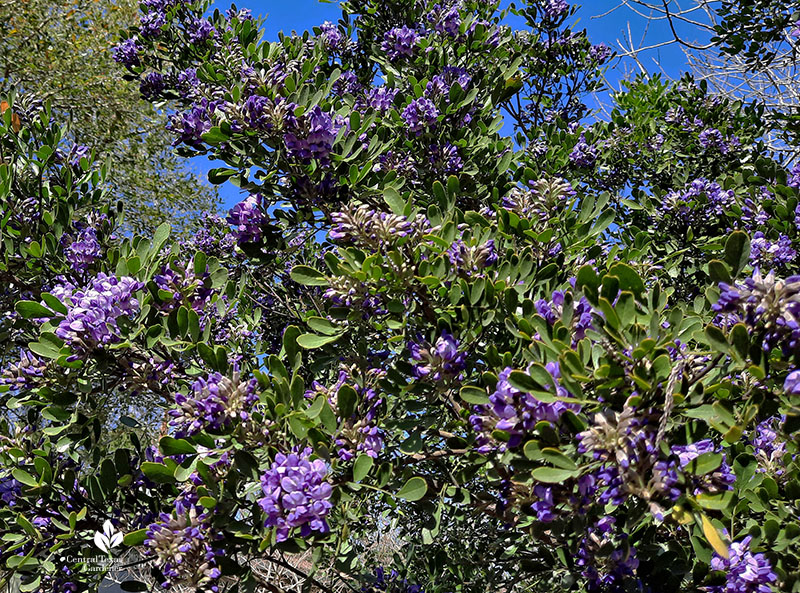 Texas mountain laurel tree with flowers