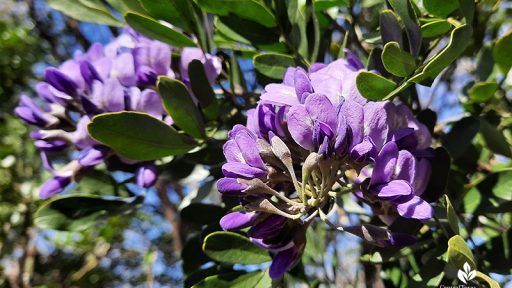 Texas mountain laurel flower