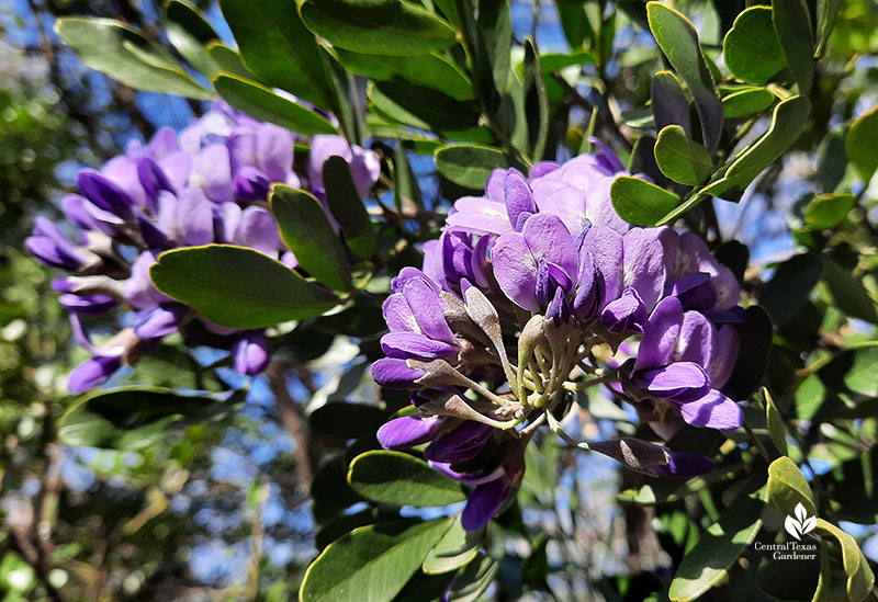 Texas mountain laurel flower