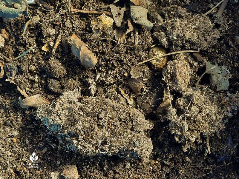 ashy threads in compost pile