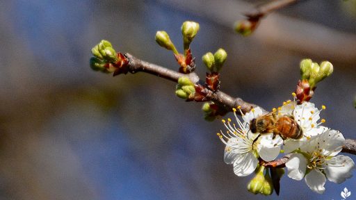 bee on Mexican plum flower
