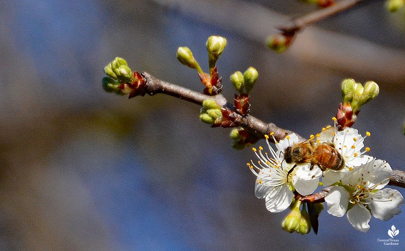 bee on Mexican plum flower