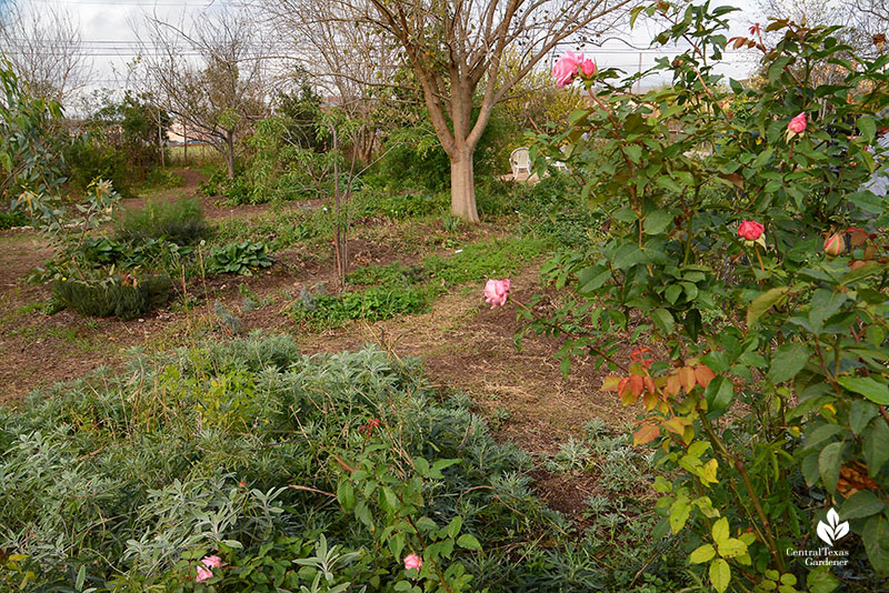 garden with berms and swales
