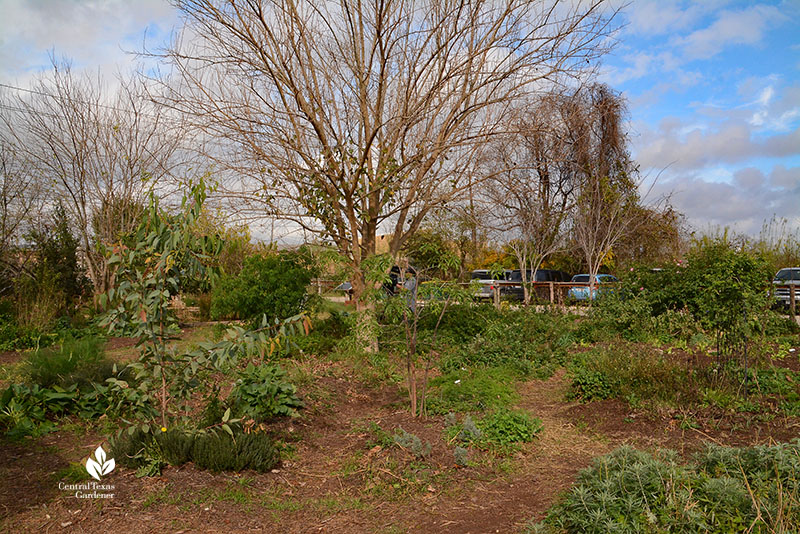 leafless tree and winter garden