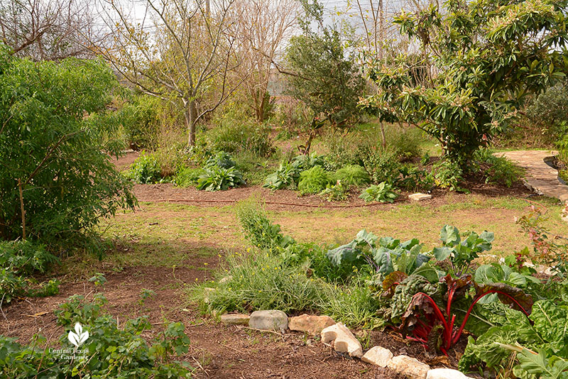 vegetable gardens to trees