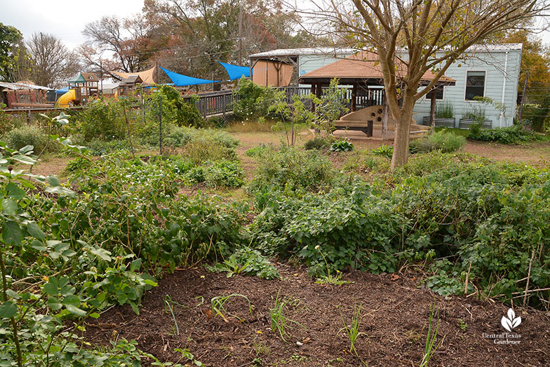 gardens with school in background