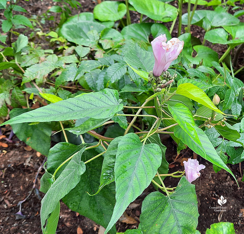 pink blooming plant