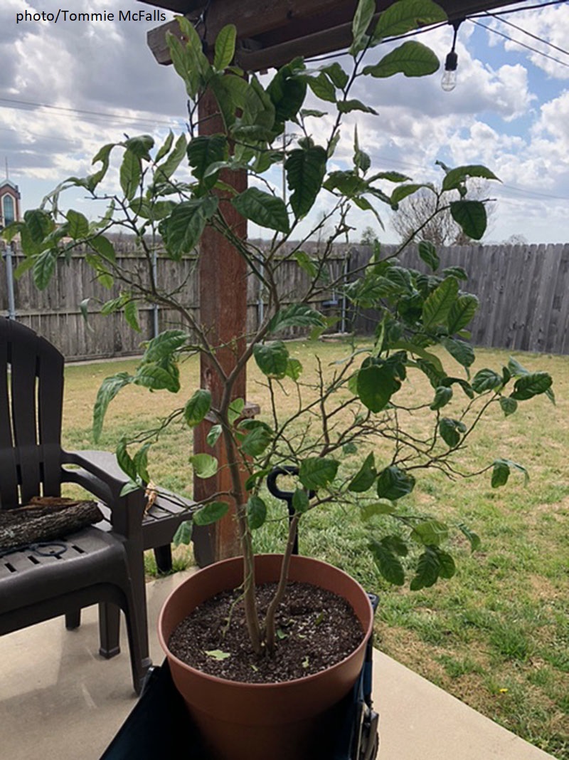plant in container