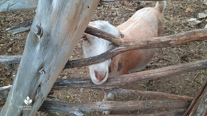 dwarf goat looking out gate