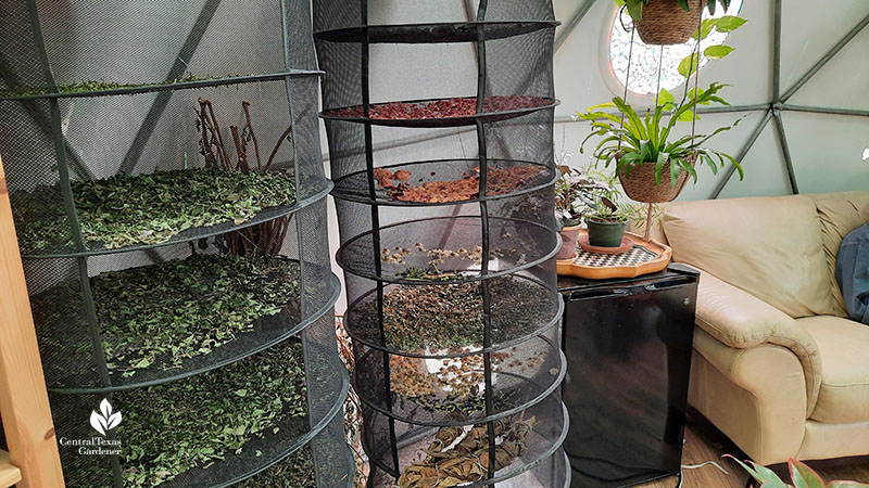 herbs drying on open racks