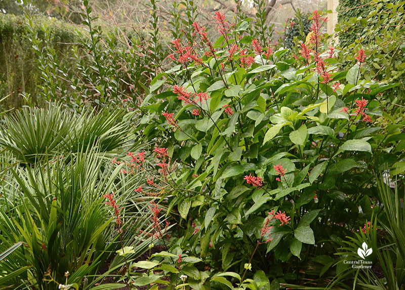 red-blooming plant and palm