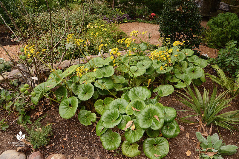 big leaves yellow flowers