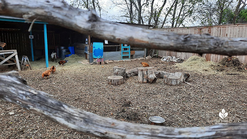 chickens in outdoor enclosure