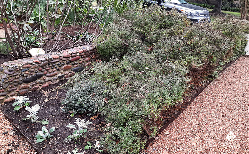 seed heads on aster plants