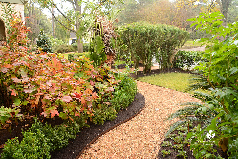 crimson plant against green hedges 