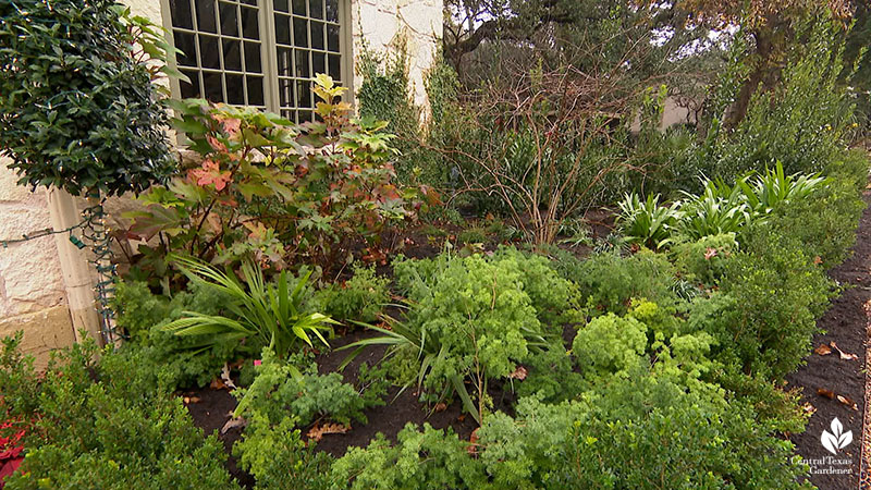 plants along house foundation