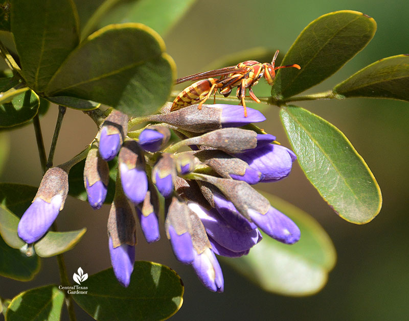 wasp on purple flower bud