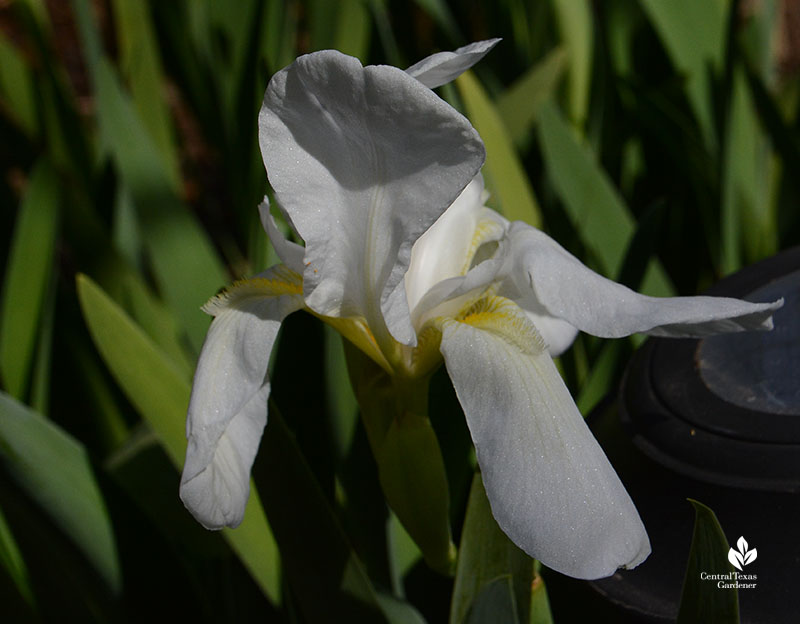 white iris