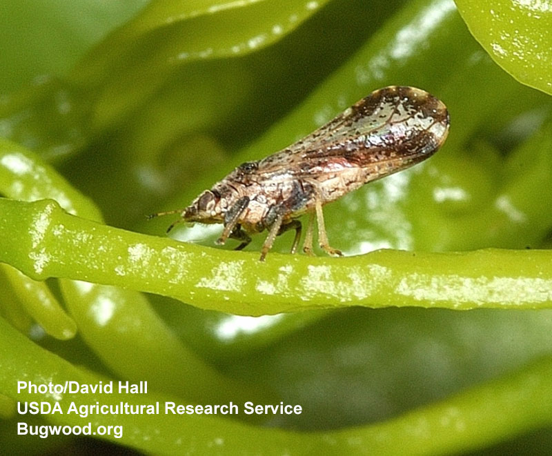 insect on leaf