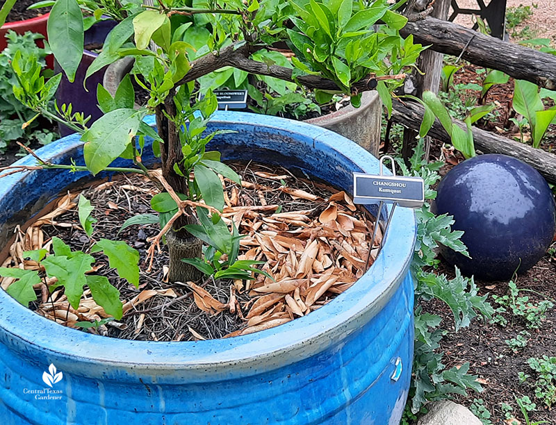 plant in blue pot