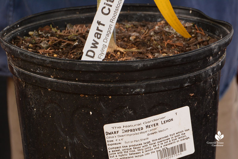 nursery tag Dwarf Meyer Lemon 