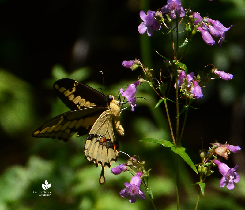 black and yellow butterfly on lavender flowers