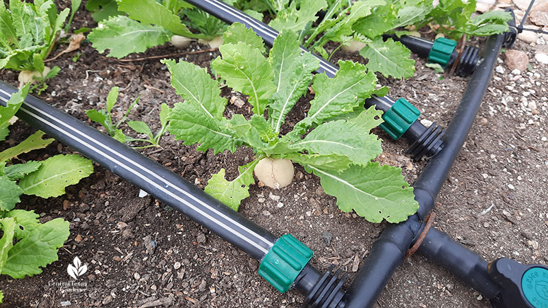 small white turnips in ground