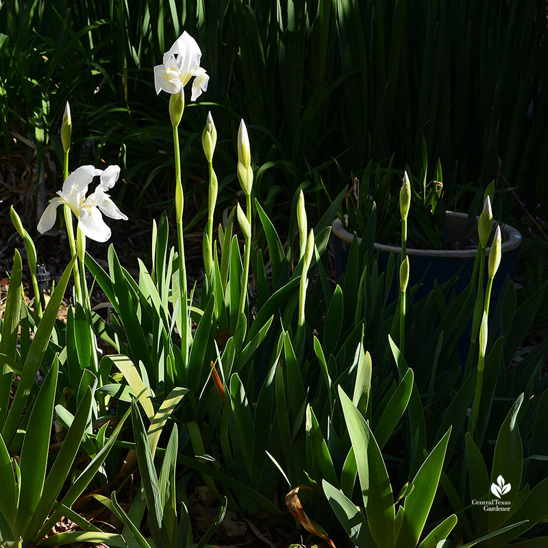 white iris