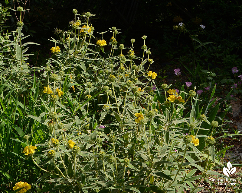 gray plant with yellow flowers