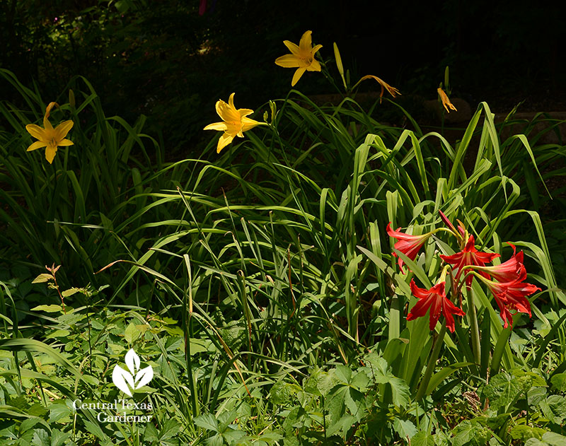 yellow flowers with red flowers in garden bed