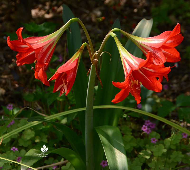 red trumpet shaped flowers in a garden