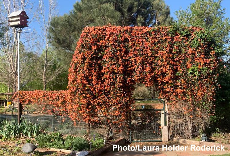 orange flowers on trellis 