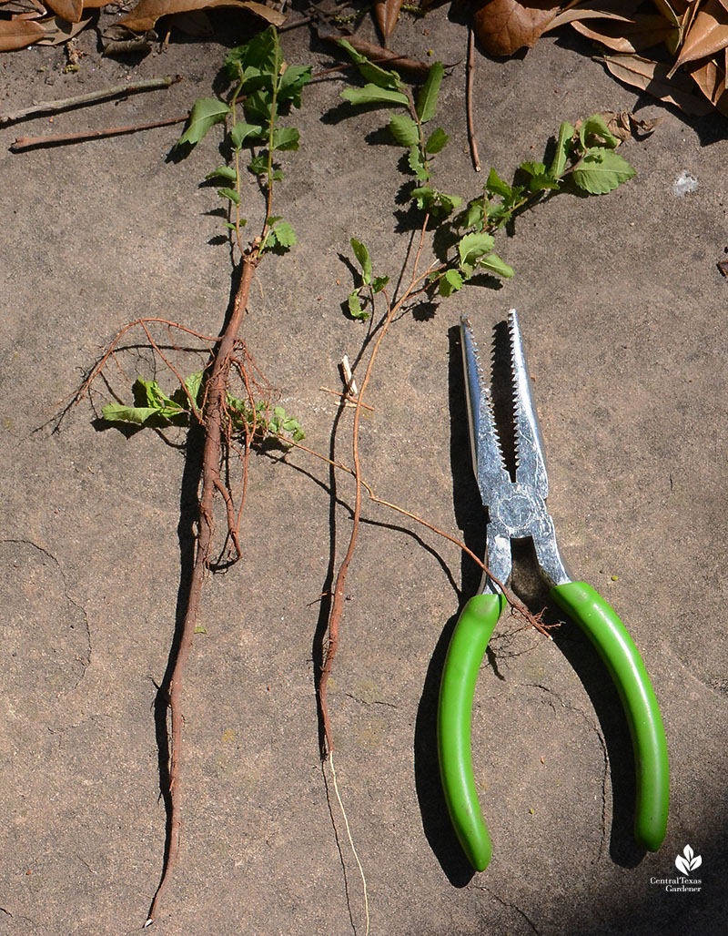 garden pliers with tree roots